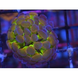 PARANCORA HOLOGRAM (SUPER PRECIO)