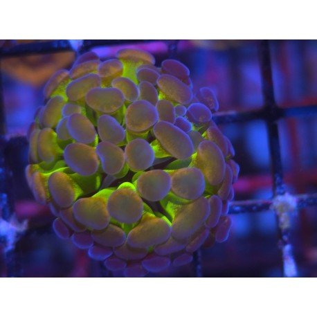 PARANCORA HOLOGRAM (SUPER PRECIO)