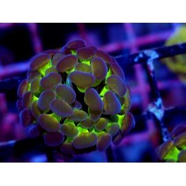 PARANCORA HOLOGRAM (SUPER PRECIO)