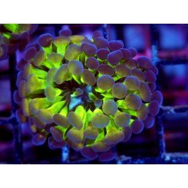 PARANCORA HOLOGRAM (SUPER PRECIO)