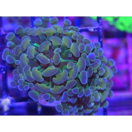 MULTICOLOR PARANCORA 