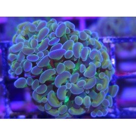 MULTICOLOR PARANCORA 