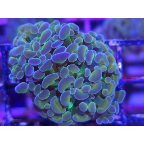 MULTICOLOR PARANCORA 