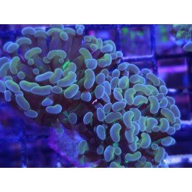 MULTICOLOR PARANCORA 