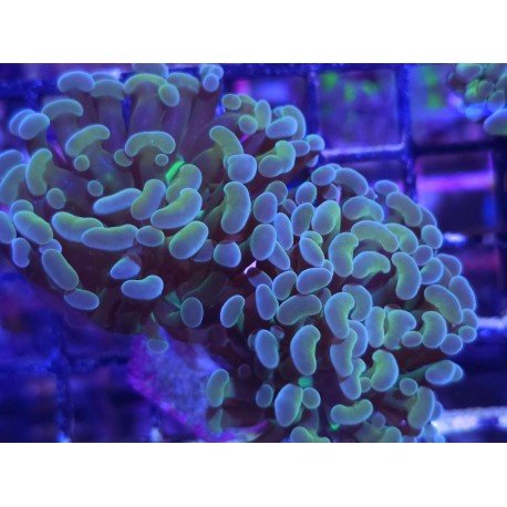 MULTICOLOR PARANCORA 