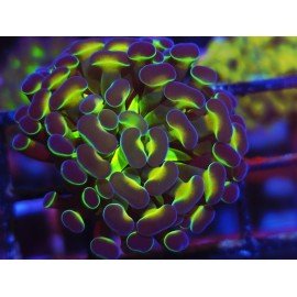 PARANCORA BICOLOR ULTRA