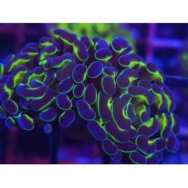 PARANCORA BICOLOR ULTRA