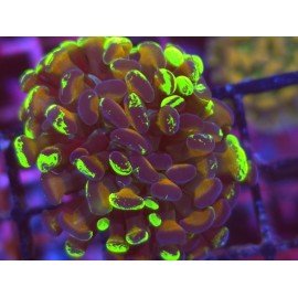 GOLD TOXIC PARANCORA