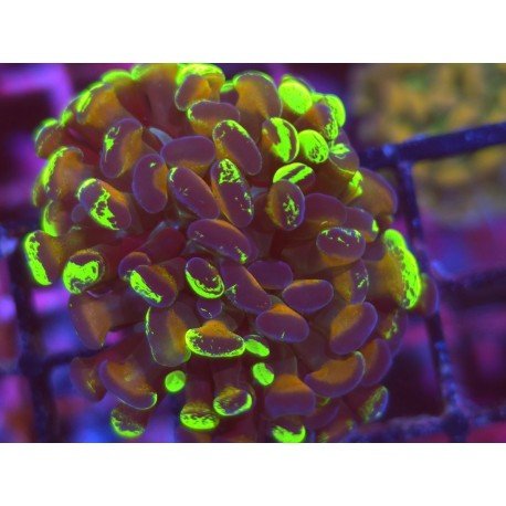 GOLD TOXIC PARANCORA