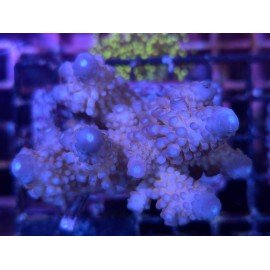 HUMILIS BLUE ACRO