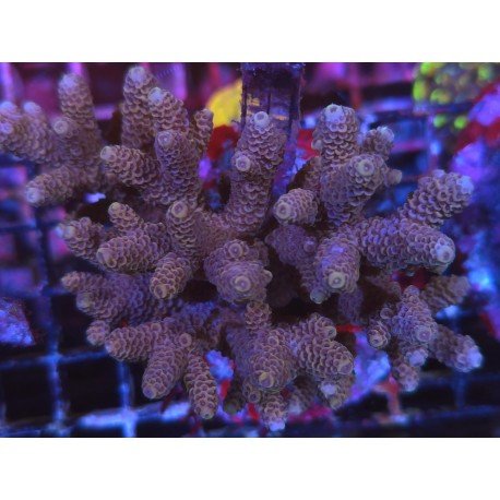 MILLEPORA ORANGE 
