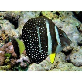 ACANTHURUS GUTTATUS