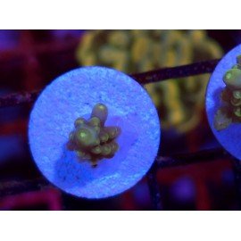 DIVARICATA SOUR PATCH