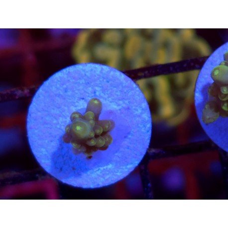 DIVARICATA SOUR PATCH