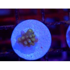 DIVARICATA SOUR PATCH