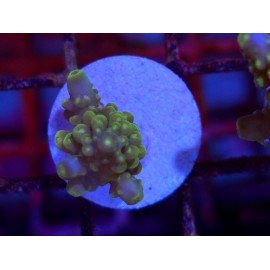 DIVARICATA SOUR PATCH