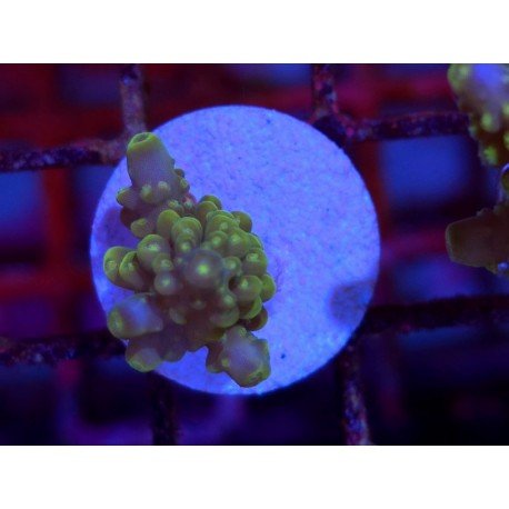 DIVARICATA SOUR PATCH