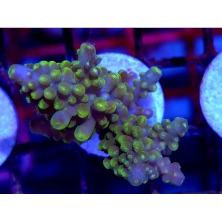 DIVARICATA SOUR PATCH