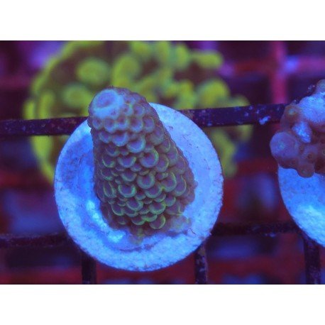 SPHATULATA GREEN LIME