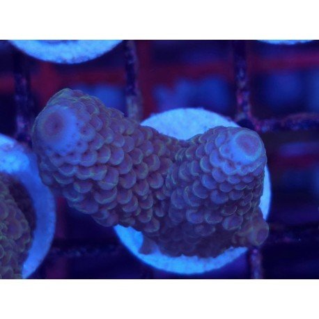 SPHATULATA GREEN LIME