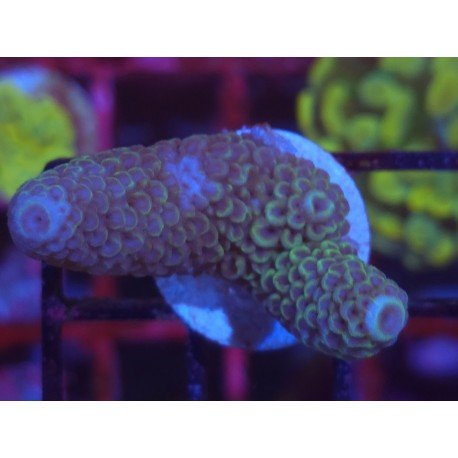 SPHATULATA GREEN LIME