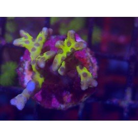 GREEN GOBLIN ANACROPORA