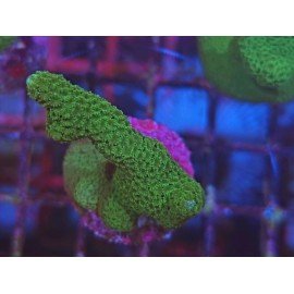 MONTIPORA DIGITATA GREEN 