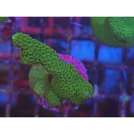 MONTIPORA DIGITATA GREEN 