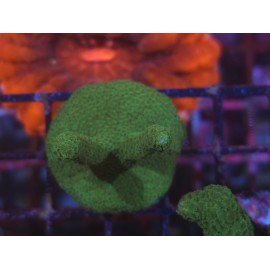 MONTIPORA DIGITATA GREEN 