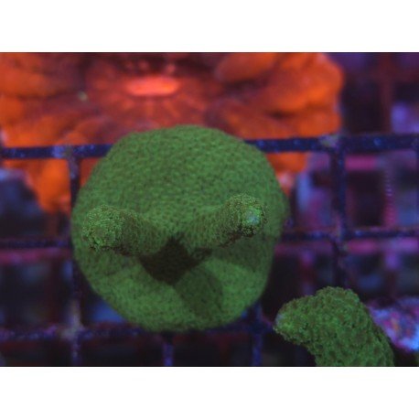 MONTIPORA DIGITATA GREEN 