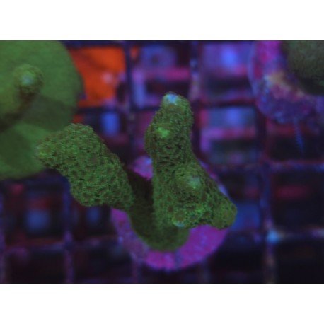 MONTIPORA DIGITATA GREEN 