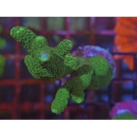 MONTIPORA DIGITATA GREEN 