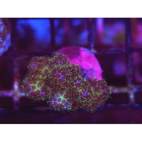 POCILLOPORA DAMICORNIS