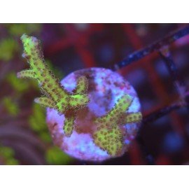 SERIATHOPORA HISTRIX YELLOW