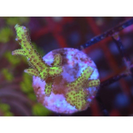 SERIATHOPORA HISTRIX YELLOW