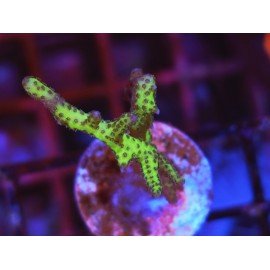 SERIATHOPORA HISTRIX YELLOW