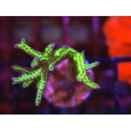 SERIATHOPORA HISTRIX YELLOW