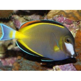 ACANTHURUS JAPONICUS