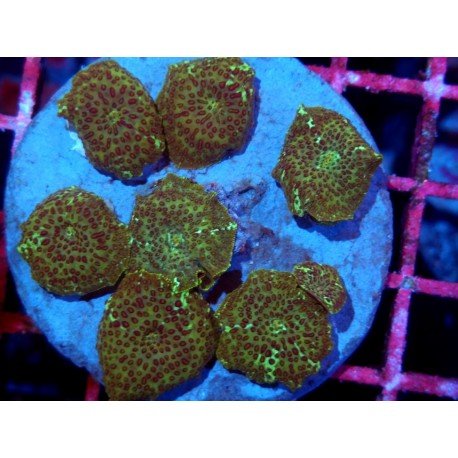 PIEZA DISCOSOMA GUEPARD XL 