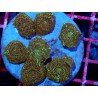 PIEZA DISCOSOMA GUEPARD XL 