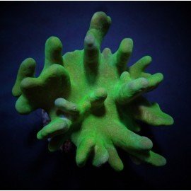 LOBOPHYTON GREEN ULTRA