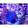 DISCOSOMA BLUE