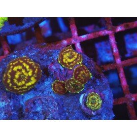 PIEZA DISCOSOMA HONEYCOMB