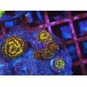 PIEZA DISCOSOMA HONEYCOMB