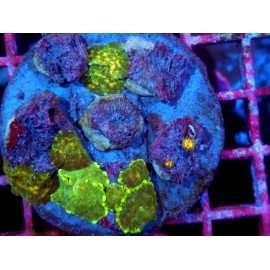 PIEZA DISCOSOMA MARMOR XL 