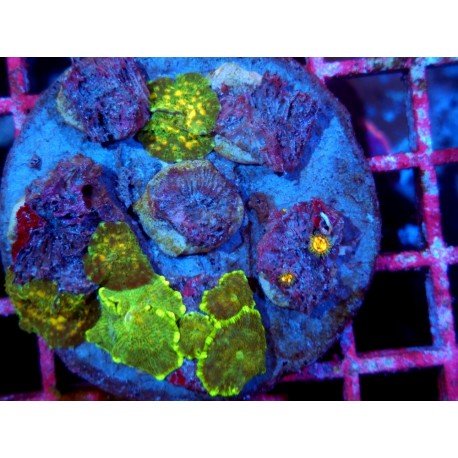 PIEZA DISCOSOMA MARMOR XL 