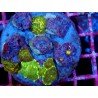 PIEZA DISCOSOMA MARMOR XL 