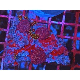 PIEZA DISCOSOMA SUPERMAN L