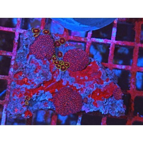 PIEZA DISCOSOMA SUPERMAN L