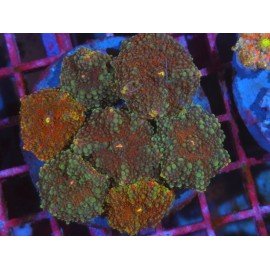 PIEZA RICORDEA RED XL 